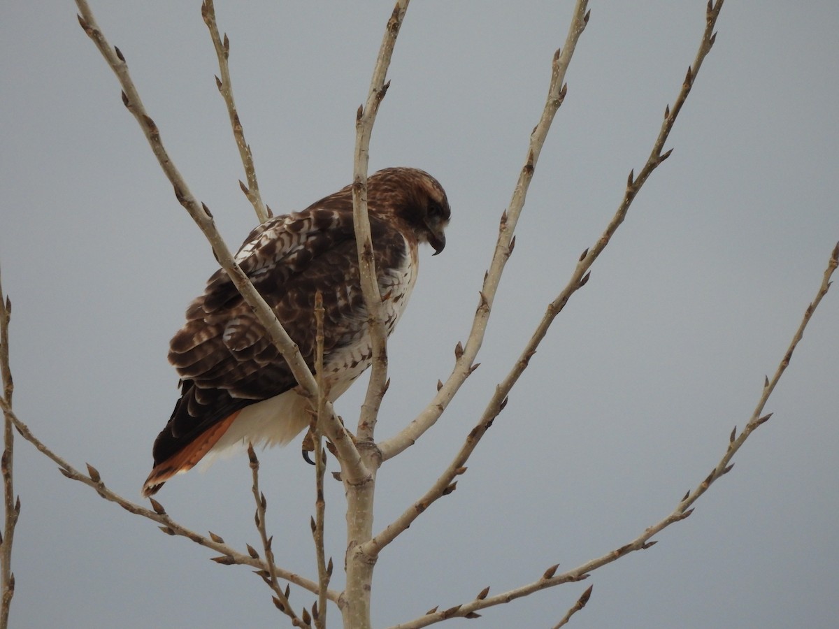 Red-tailed Hawk - ML614647091