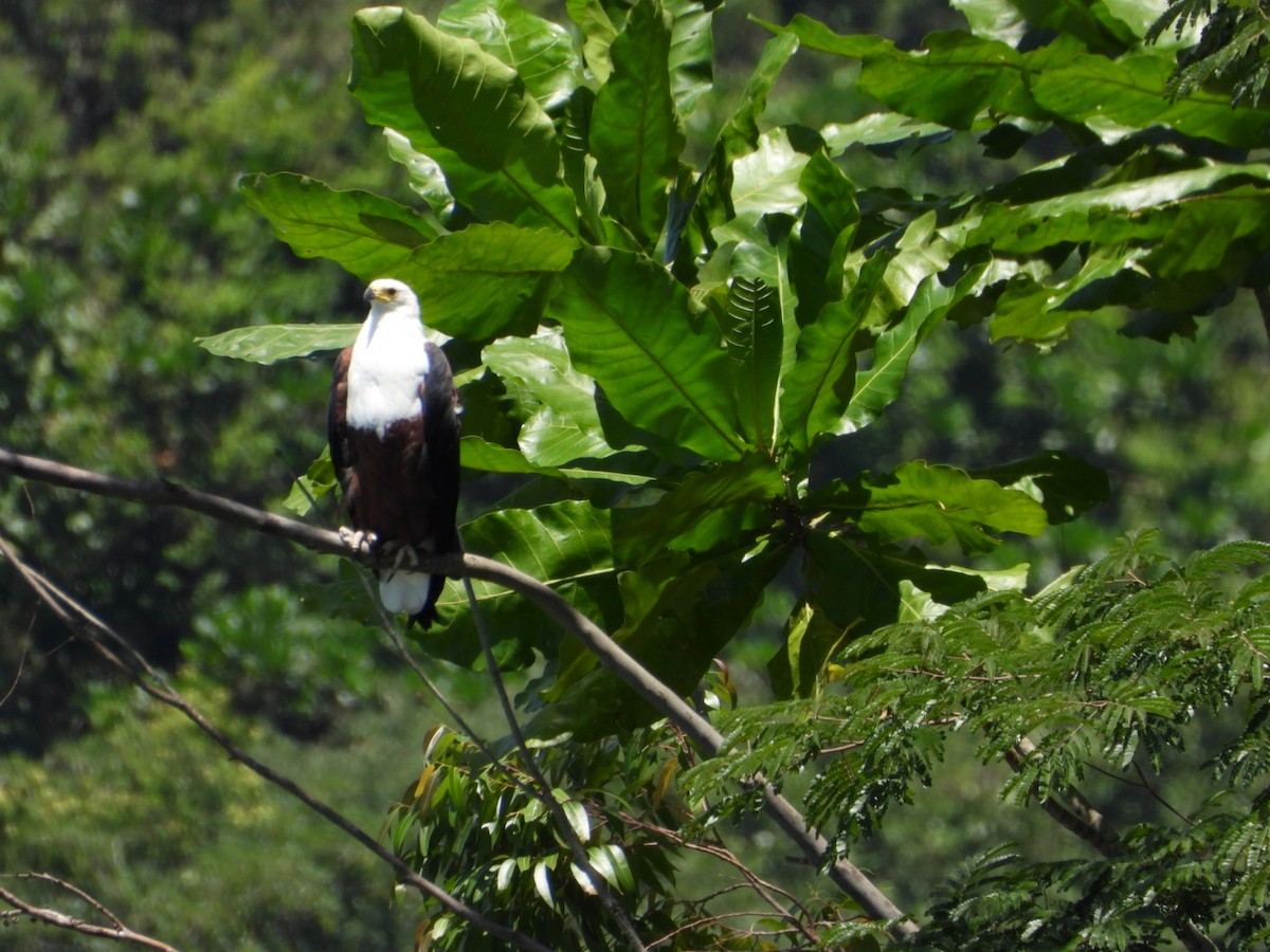 African Fish-Eagle - ML614647636