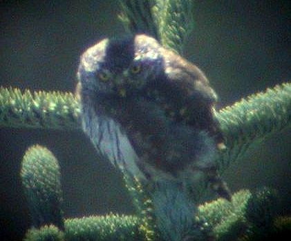 Northern Pygmy-Owl - ML614647690