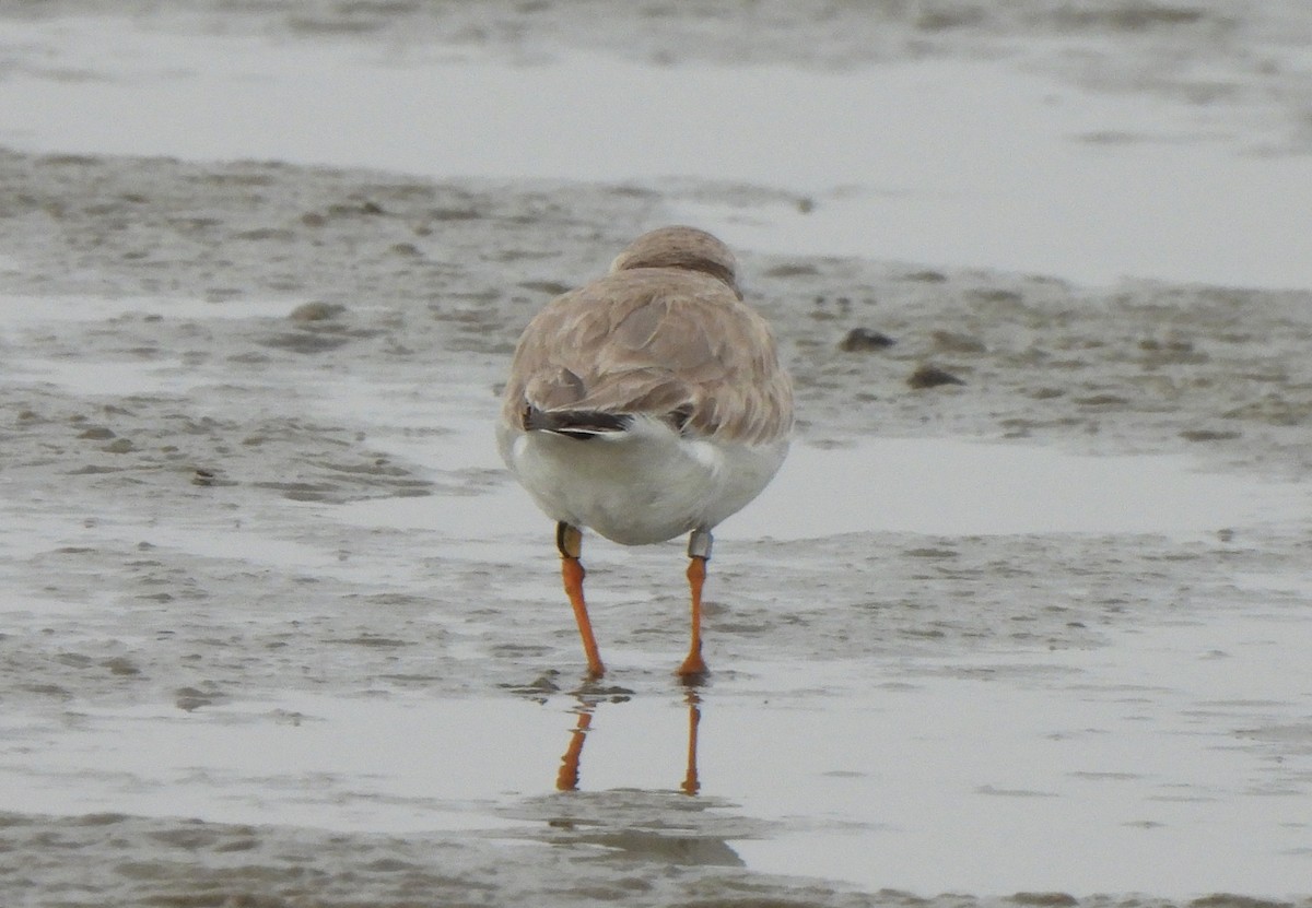 Piping Plover - ML614647726