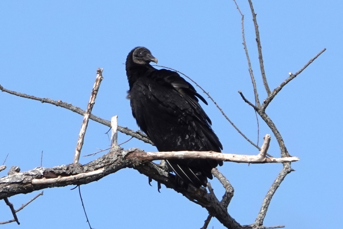 Black Vulture - ML614647820