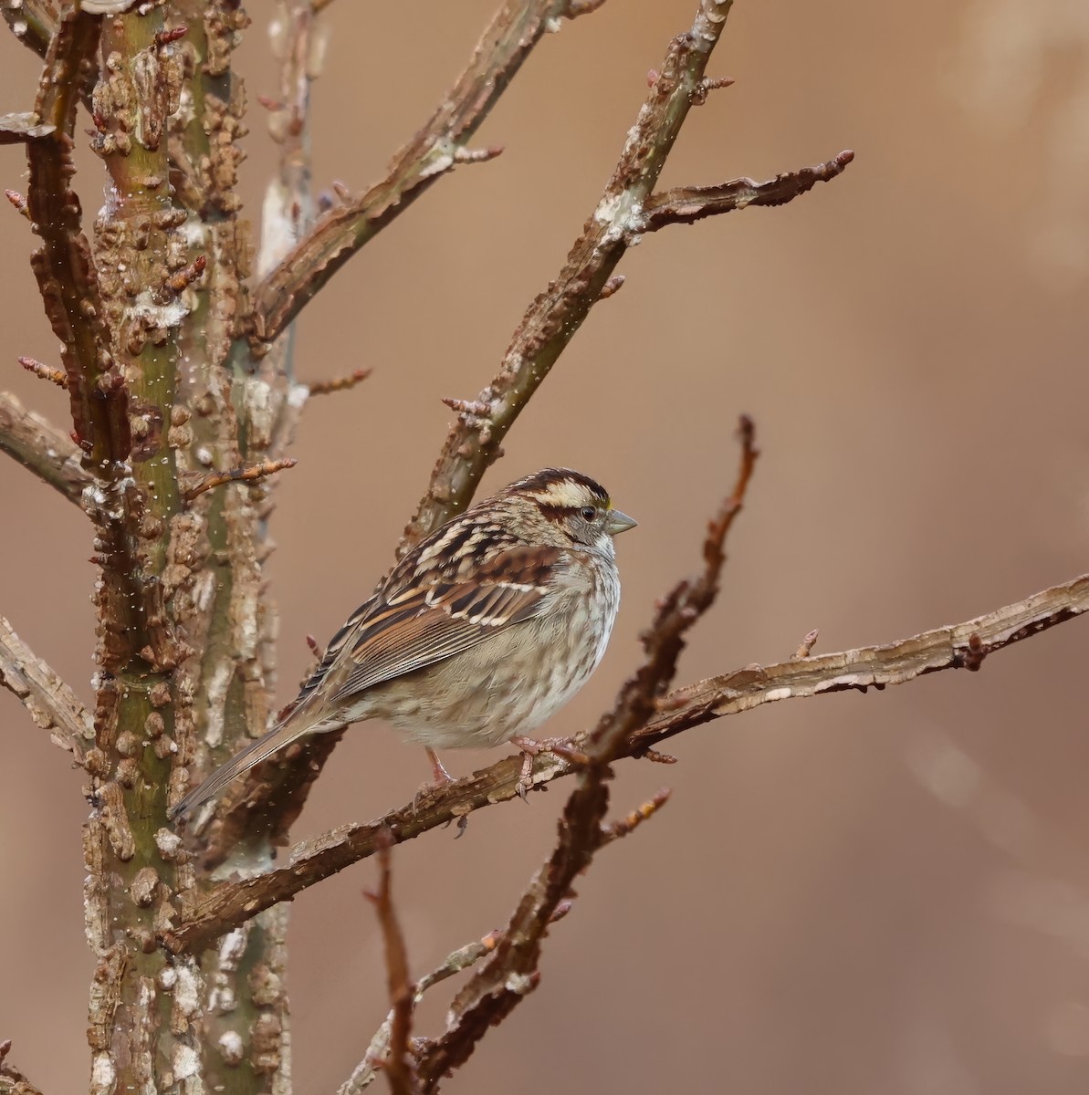 White-throated Sparrow - ML614647838