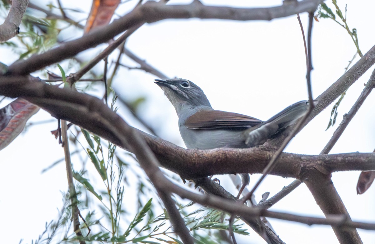 Brown-backed Solitaire - ML614647972