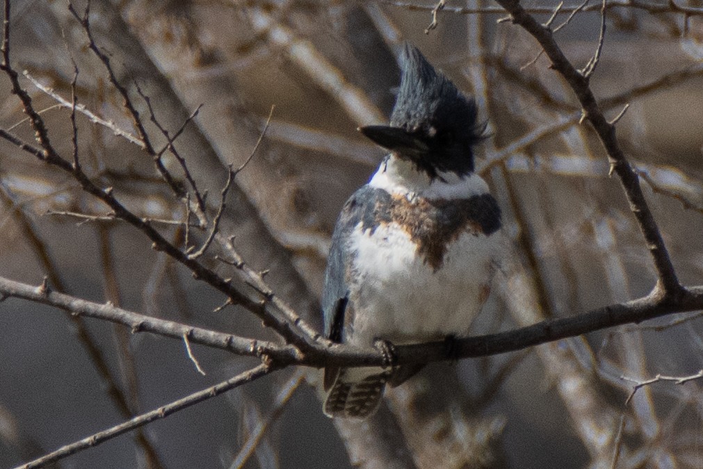 Belted Kingfisher - ML614648013