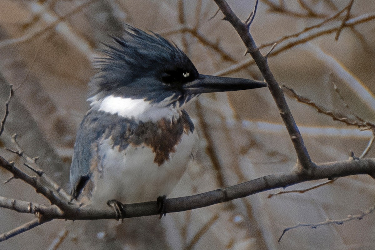 Belted Kingfisher - Dale Bargmann