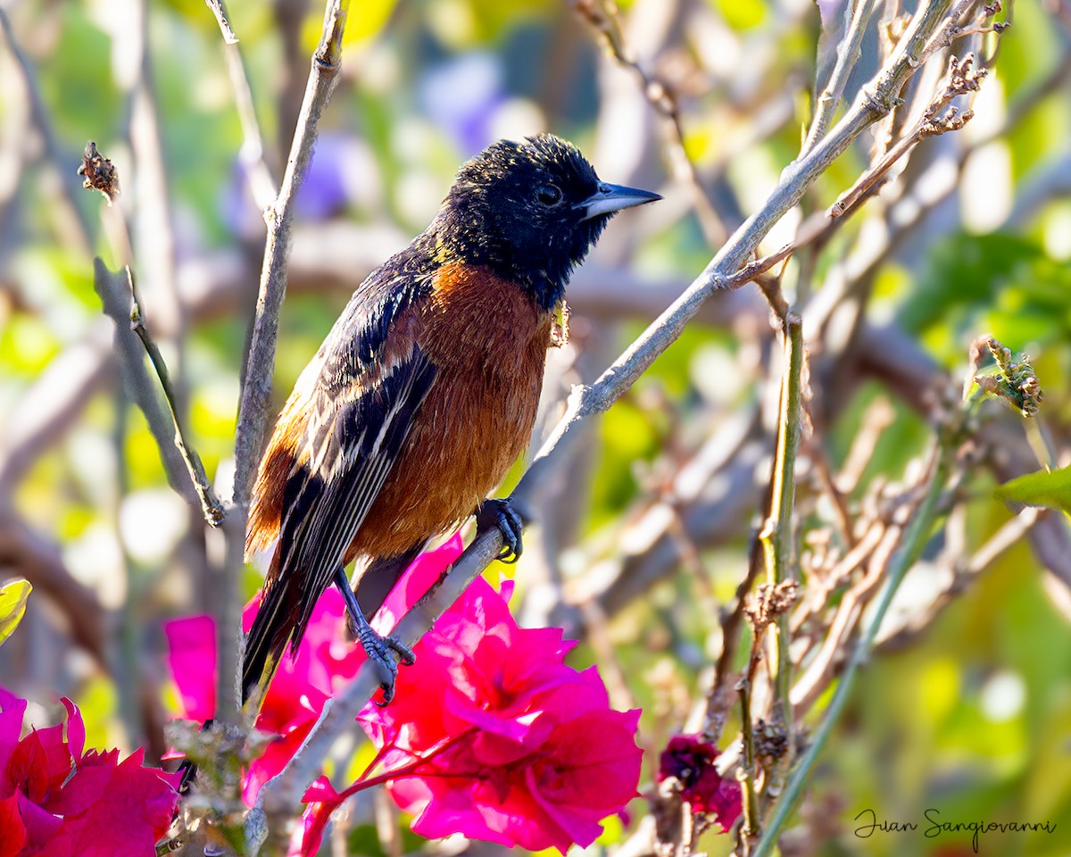 Orchard Oriole - ML614648179