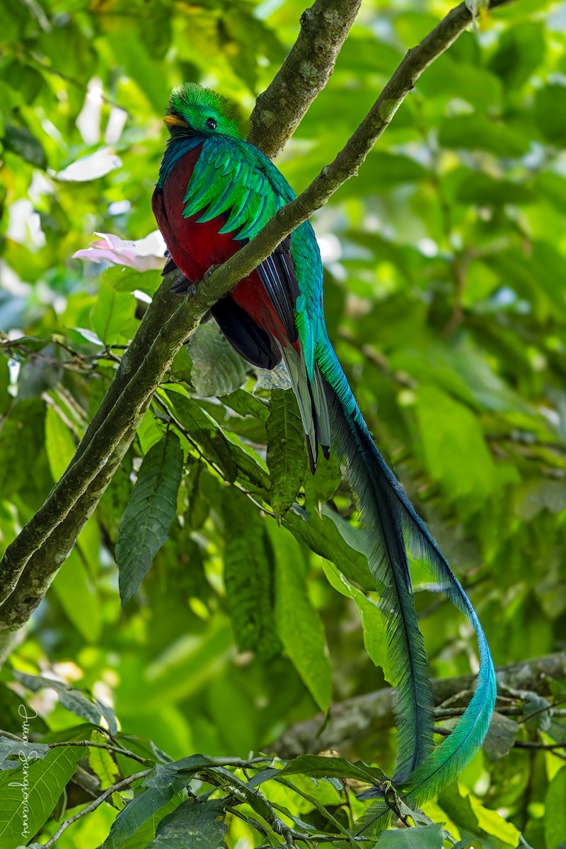 Quetzal resplendissant - ML614648207