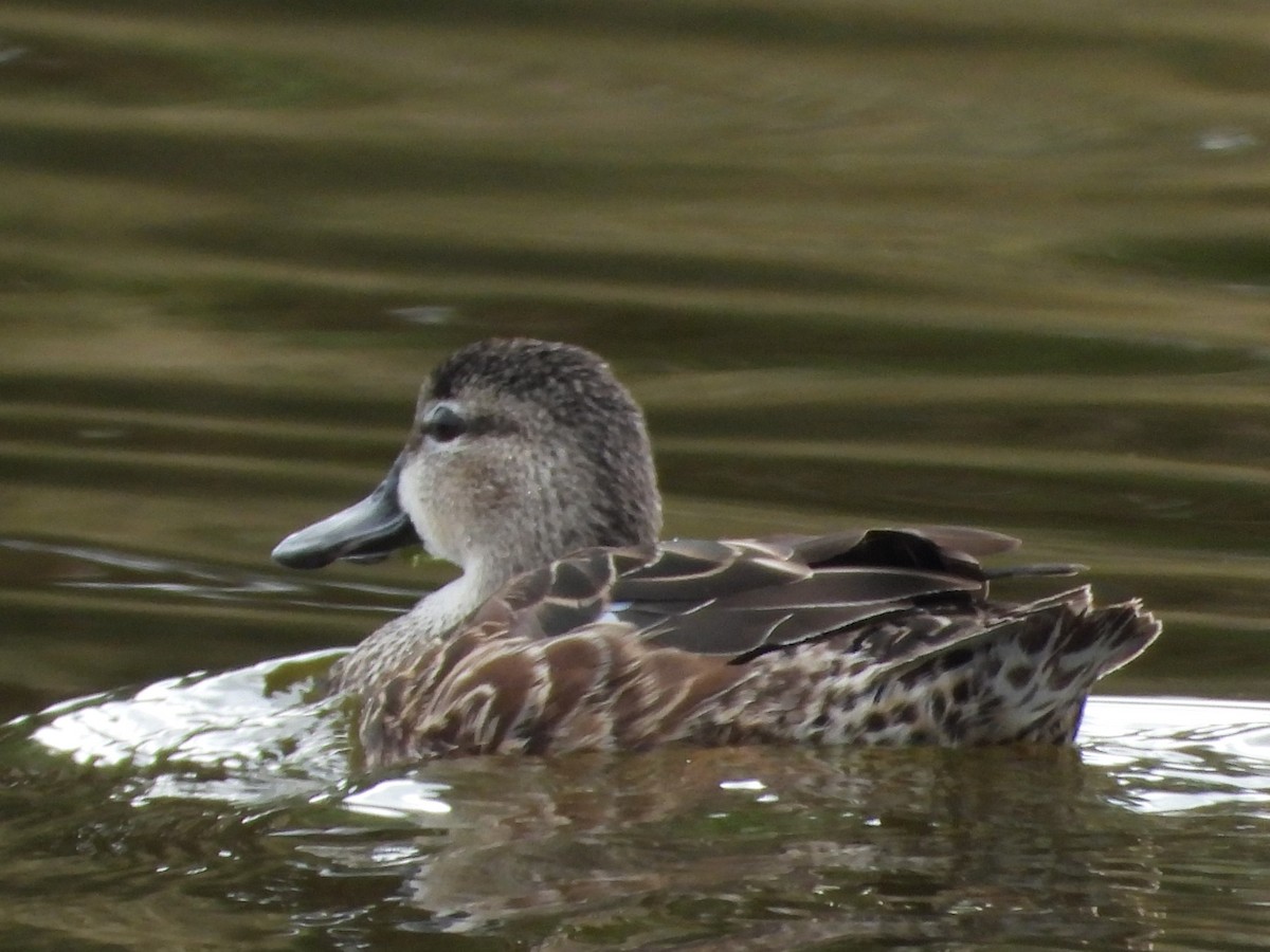 Blue-winged Teal - ML614648253