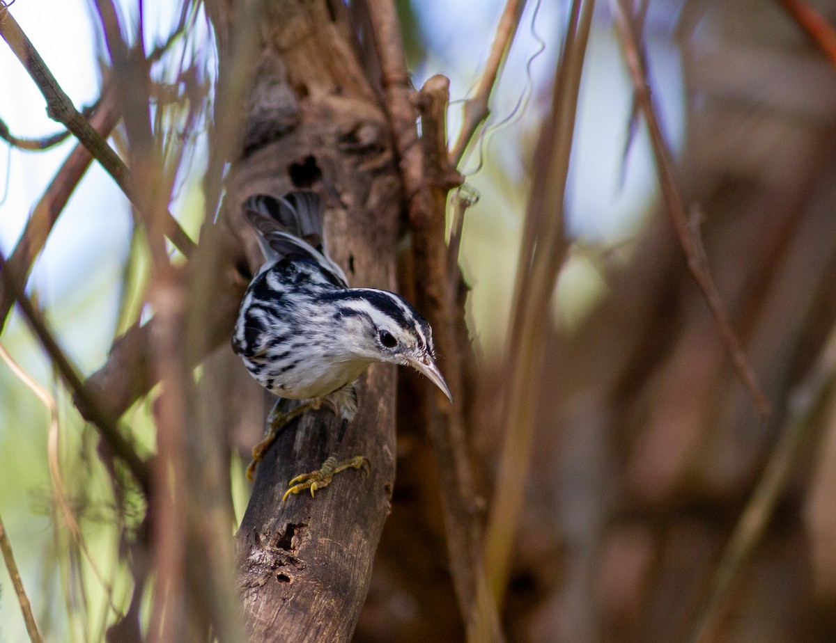 Black-and-white Warbler - ML614648267