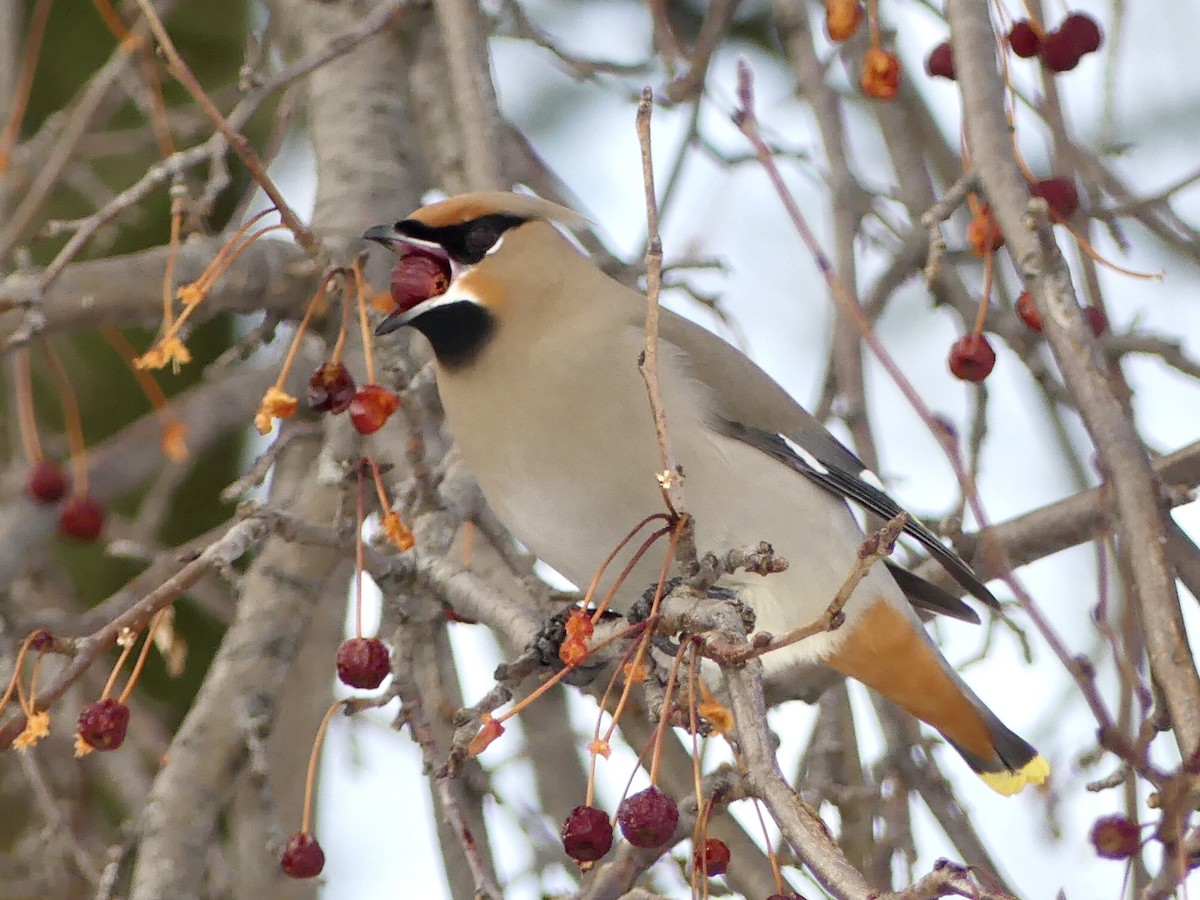 Bohemian Waxwing - Suzanne Cholette