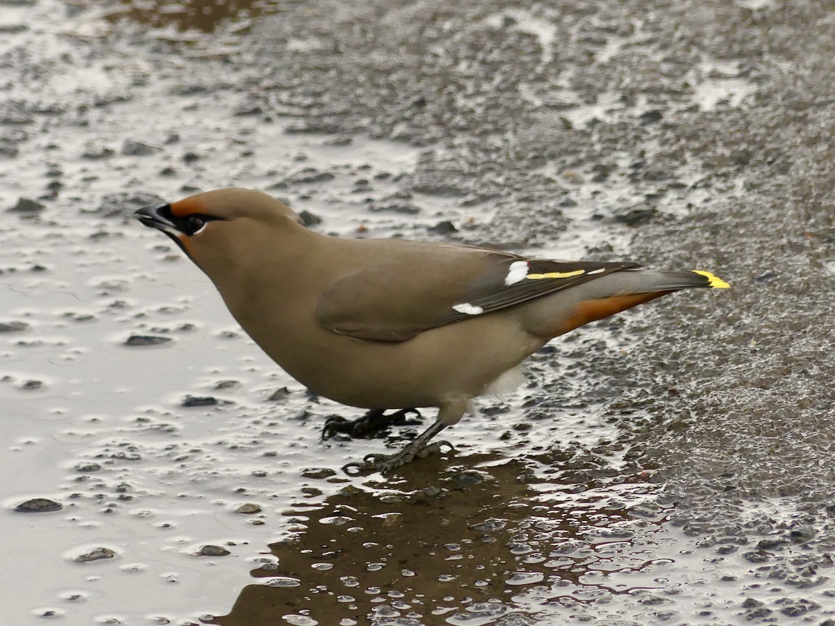 Bohemian Waxwing - Suzanne Cholette