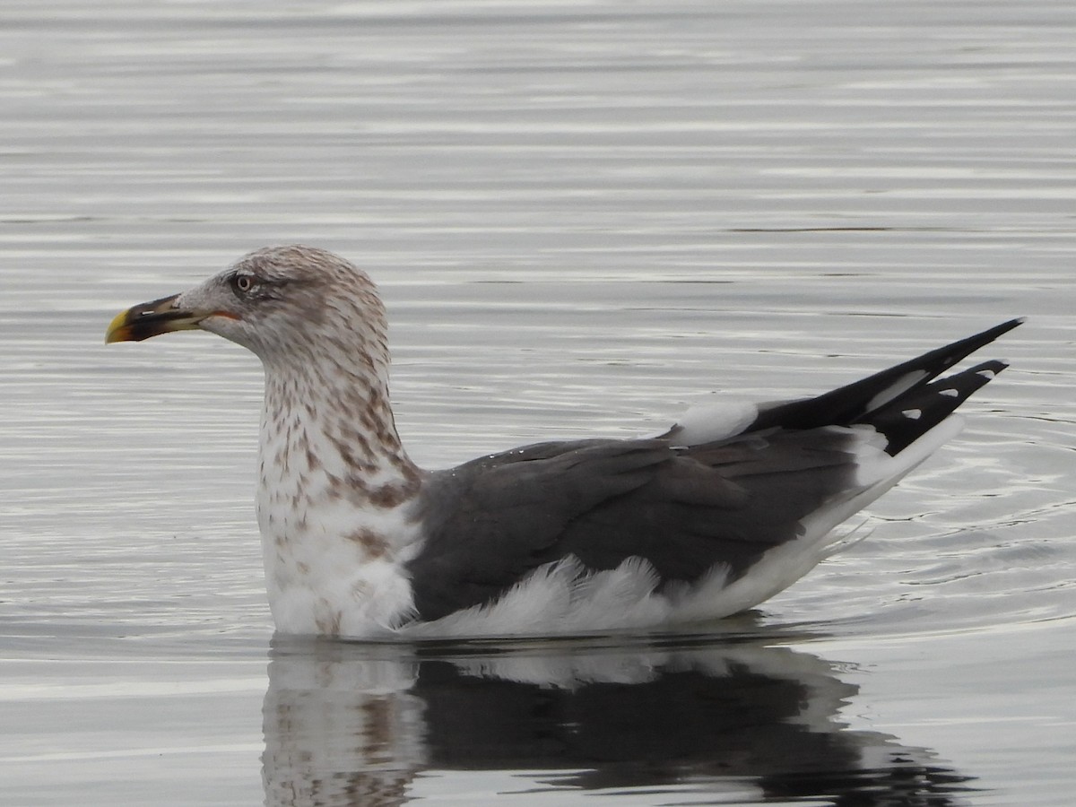 Lesser Black-backed Gull - Vickie Amburgey