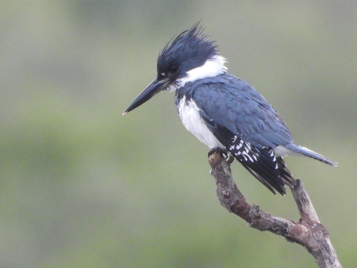 Belted Kingfisher - ML614648388