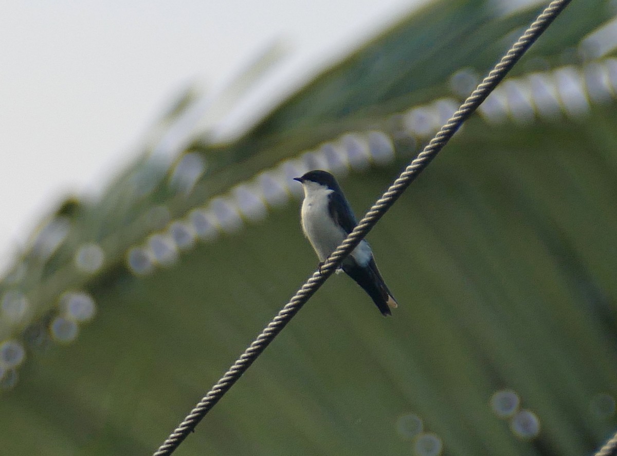 Blue-and-white Swallow (cyanoleuca) - Jens Thalund