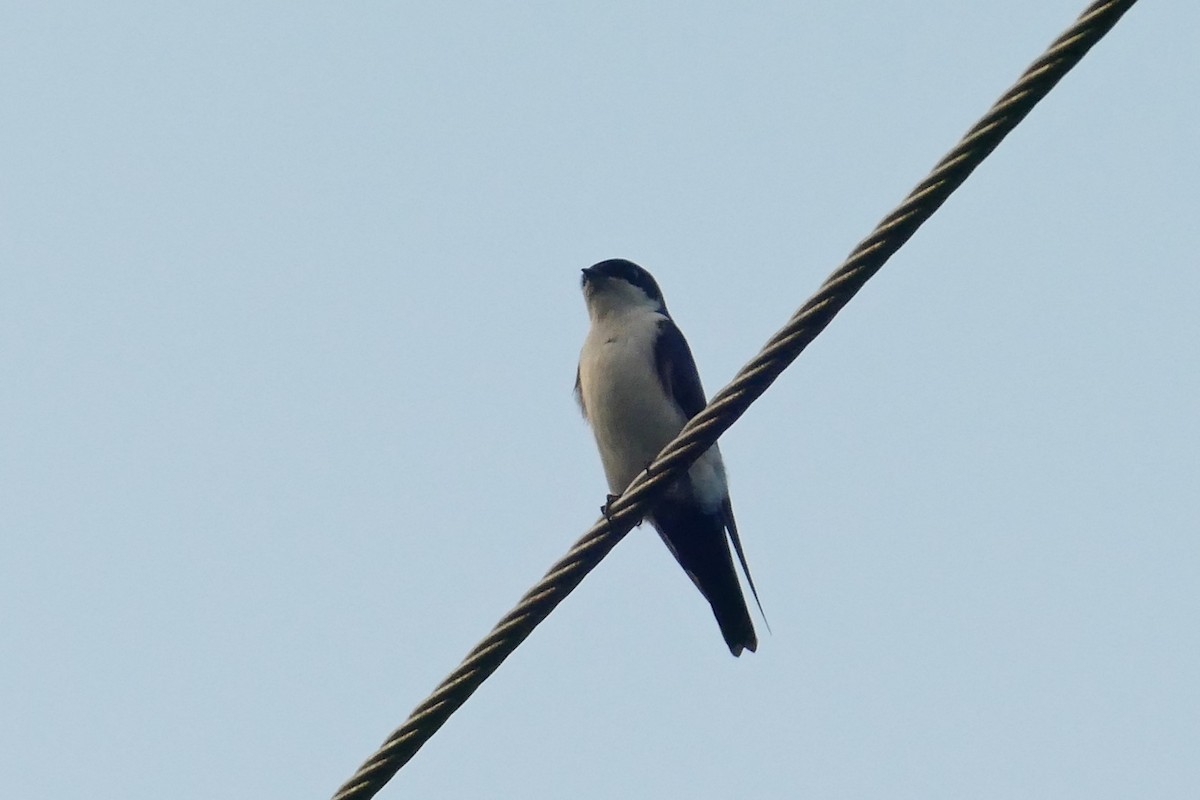 Blue-and-white Swallow (cyanoleuca) - ML614648565