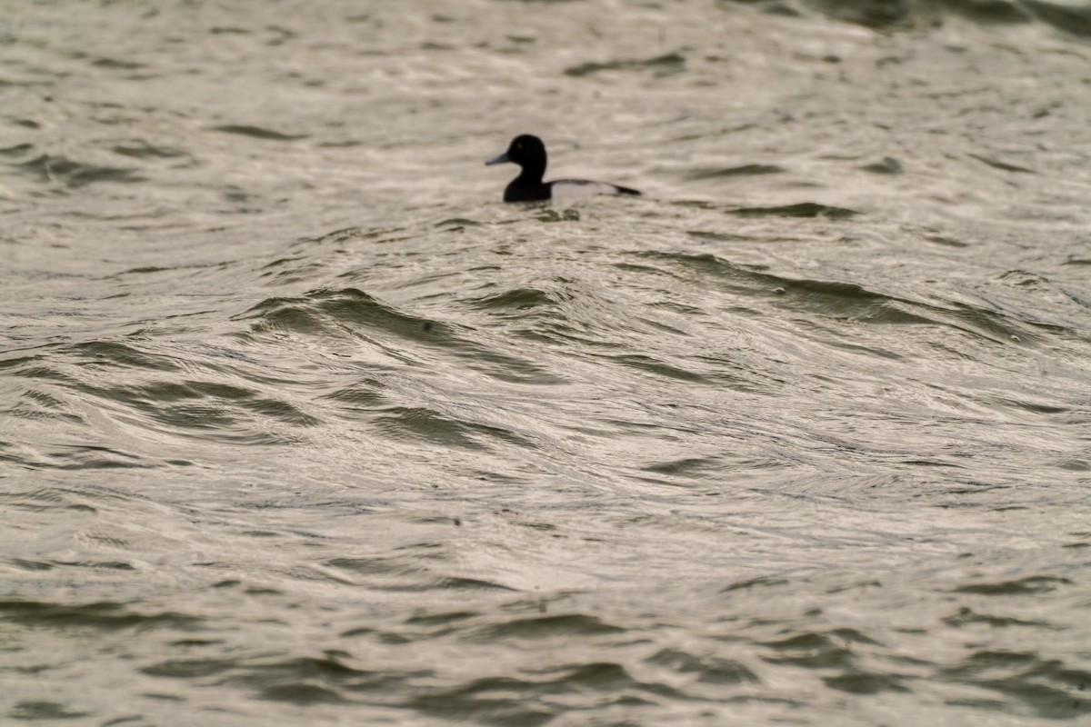 Greater Scaup - ML614648664