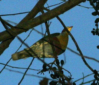 Yellow-breasted Fruit-Dove - Don Roberson