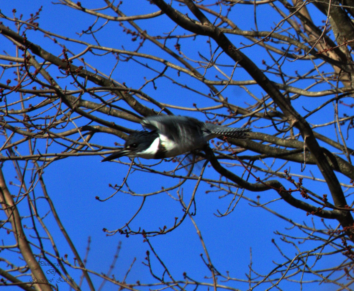 Belted Kingfisher - ML614648847