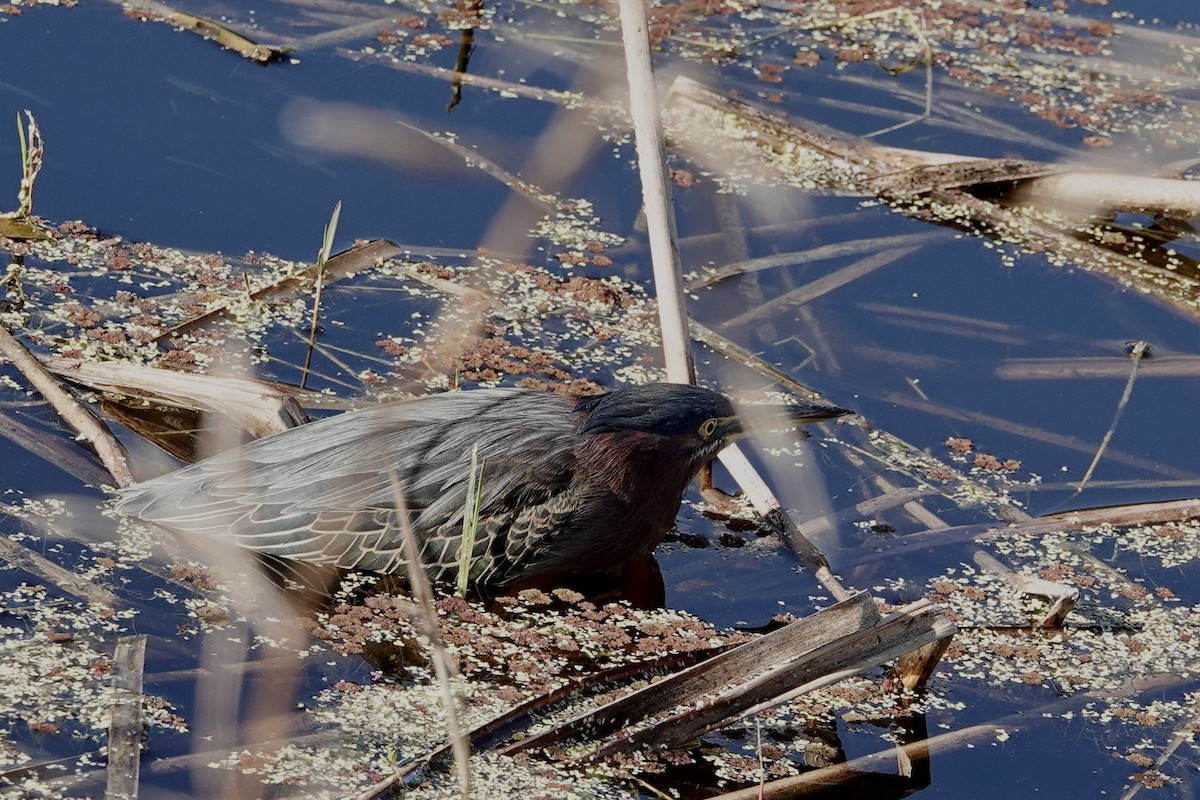 eBird Checklist - 10 Feb 2024 - Red Bug Slough Preserve - 41 species