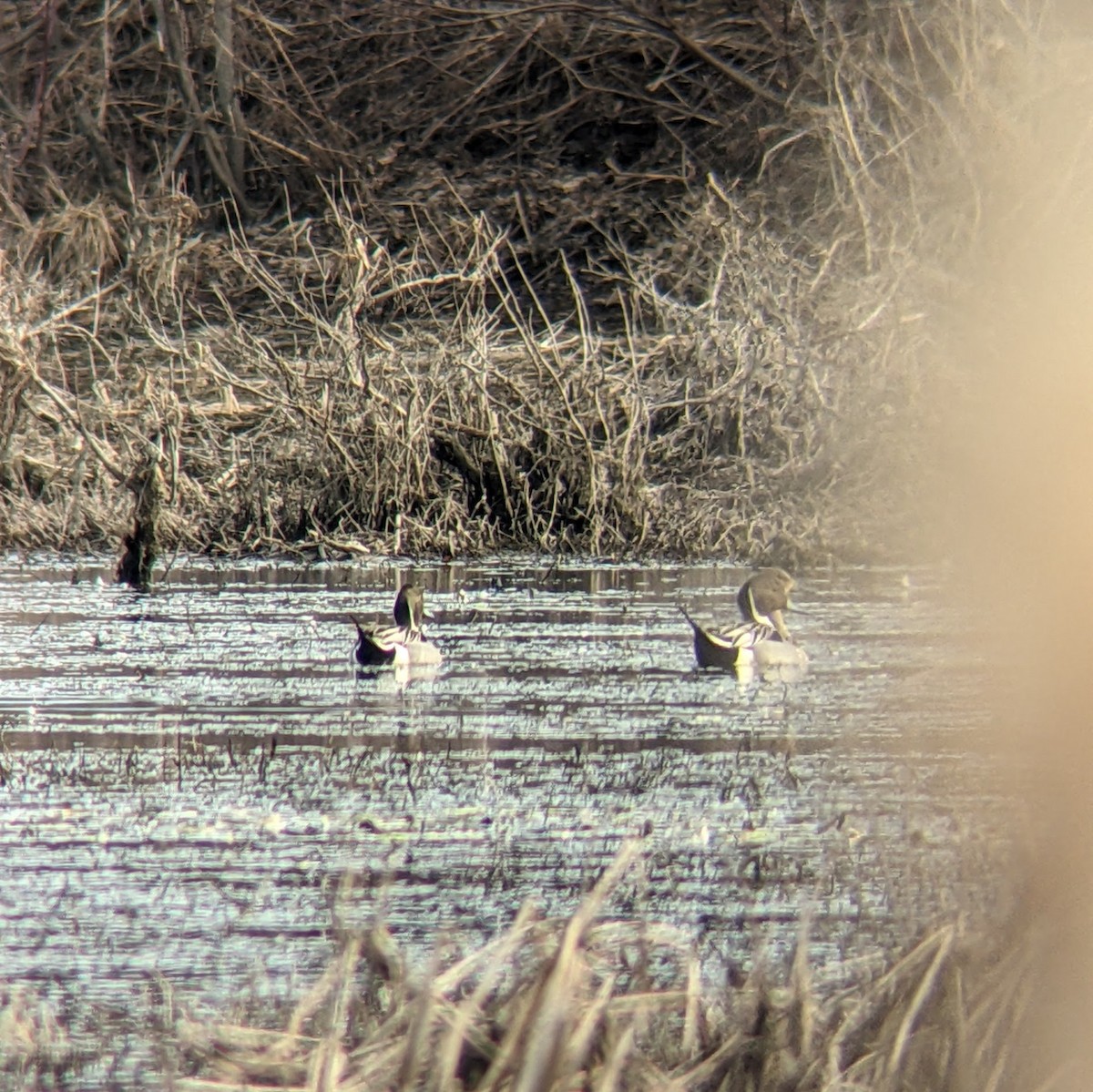 eBird Checklist 10 Feb 2024 Bolton Flats WMABolton 35 species