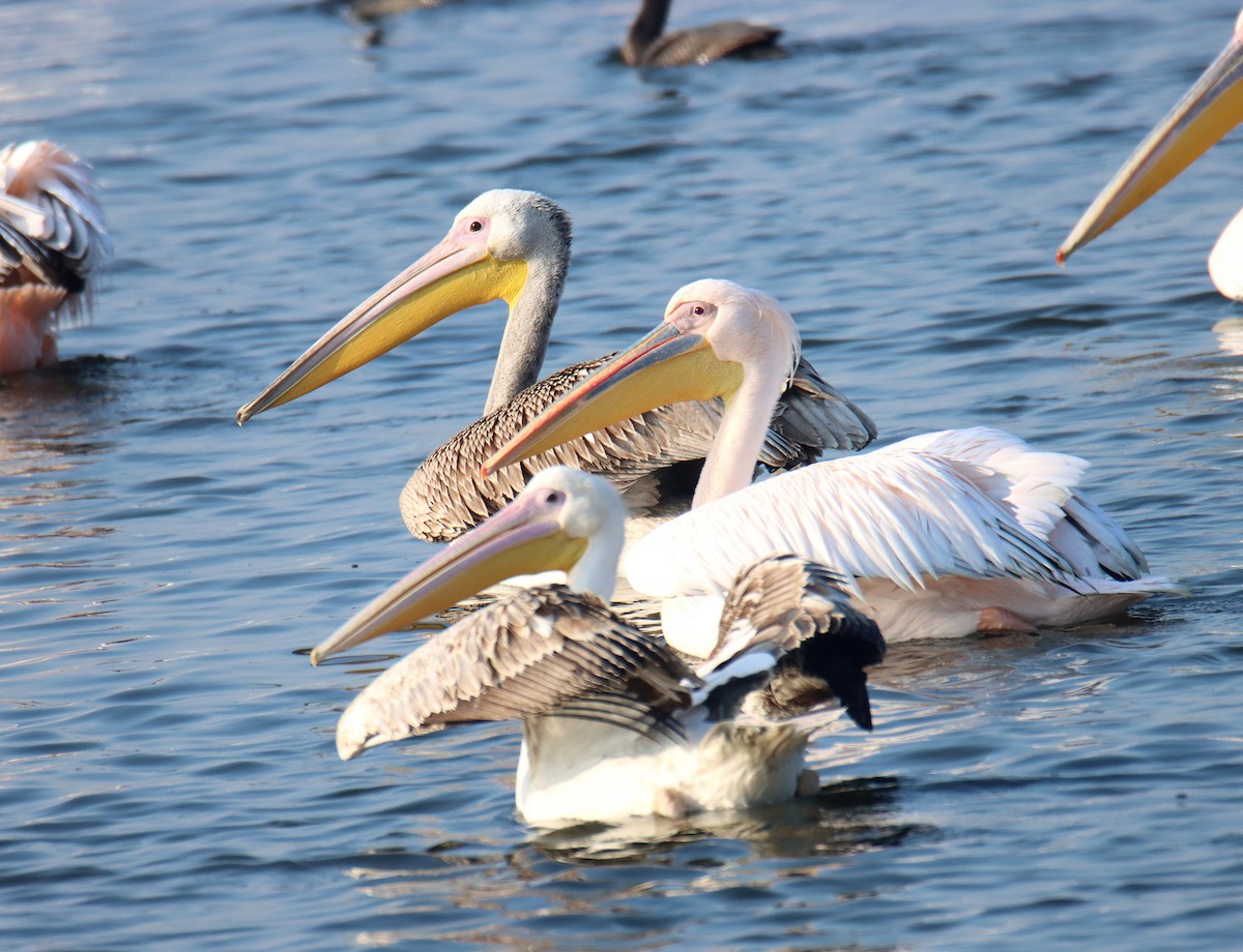 Great White Pelican - משה נאמן