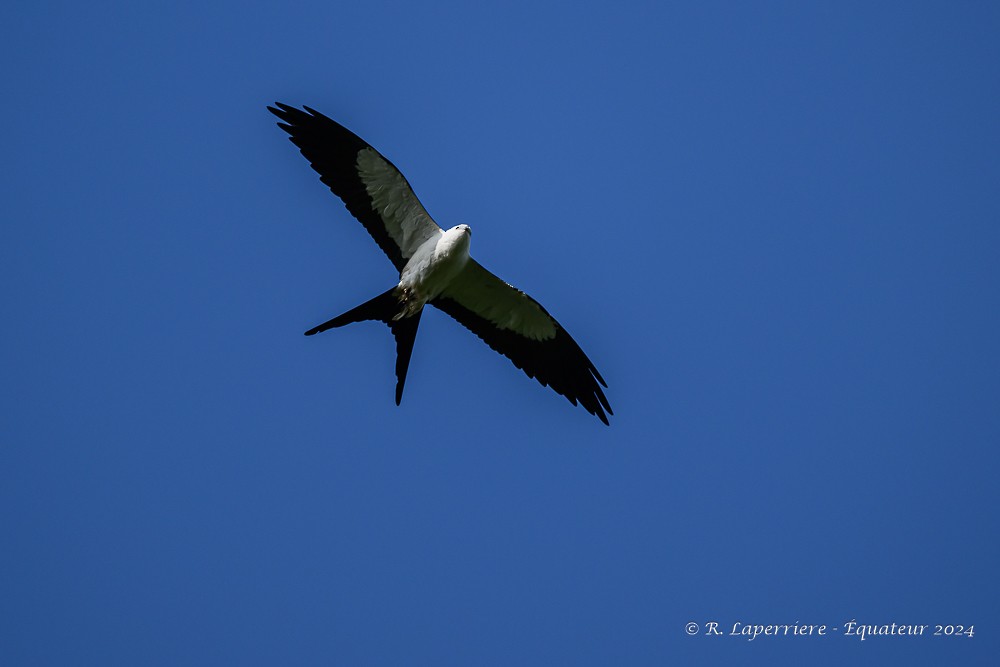 Swallow-tailed Kite - ML614649261