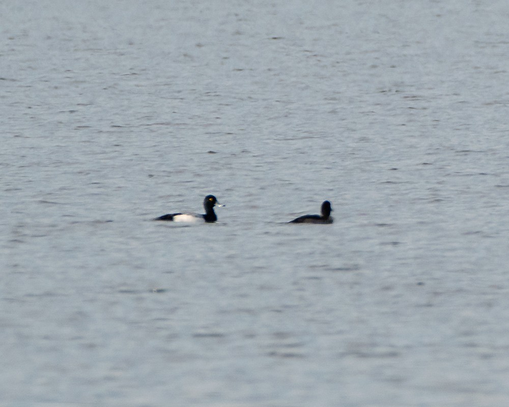 Greater Scaup - ML614649532