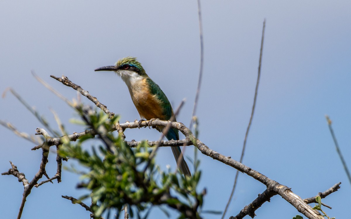 Somali Bee-eater - ML614649721
