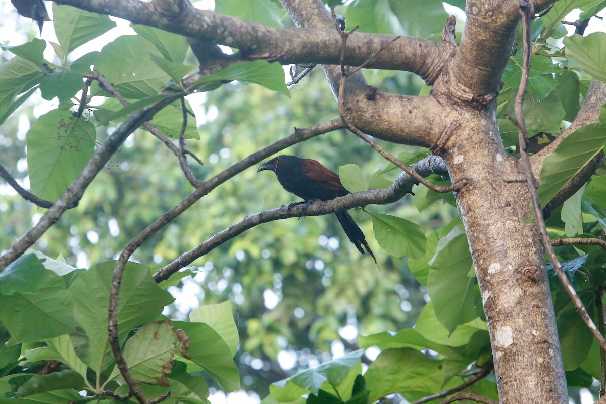 Greater Coucal - ML614650533