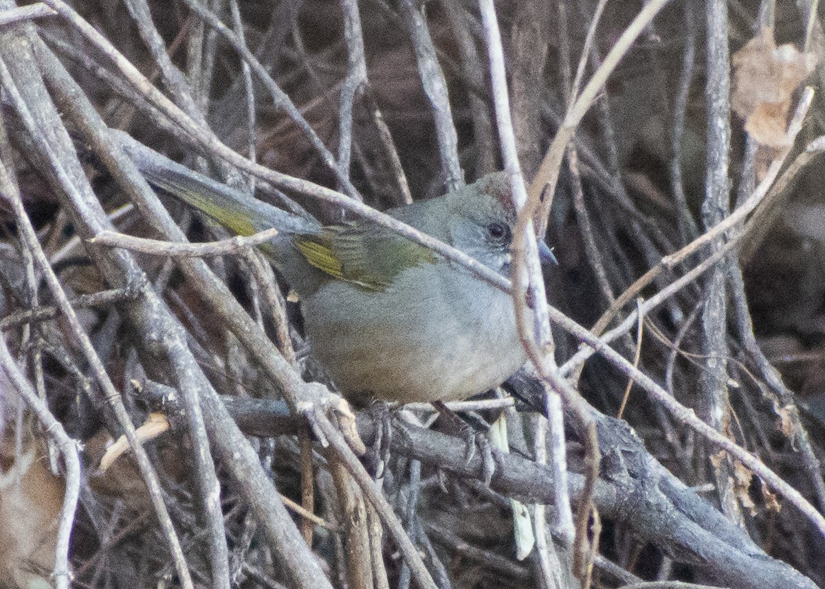 Green-tailed Towhee - Miguel Mota