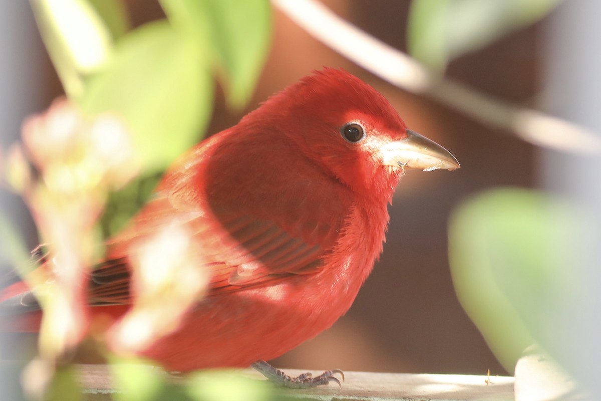 Summer Tanager - Gil Ewing