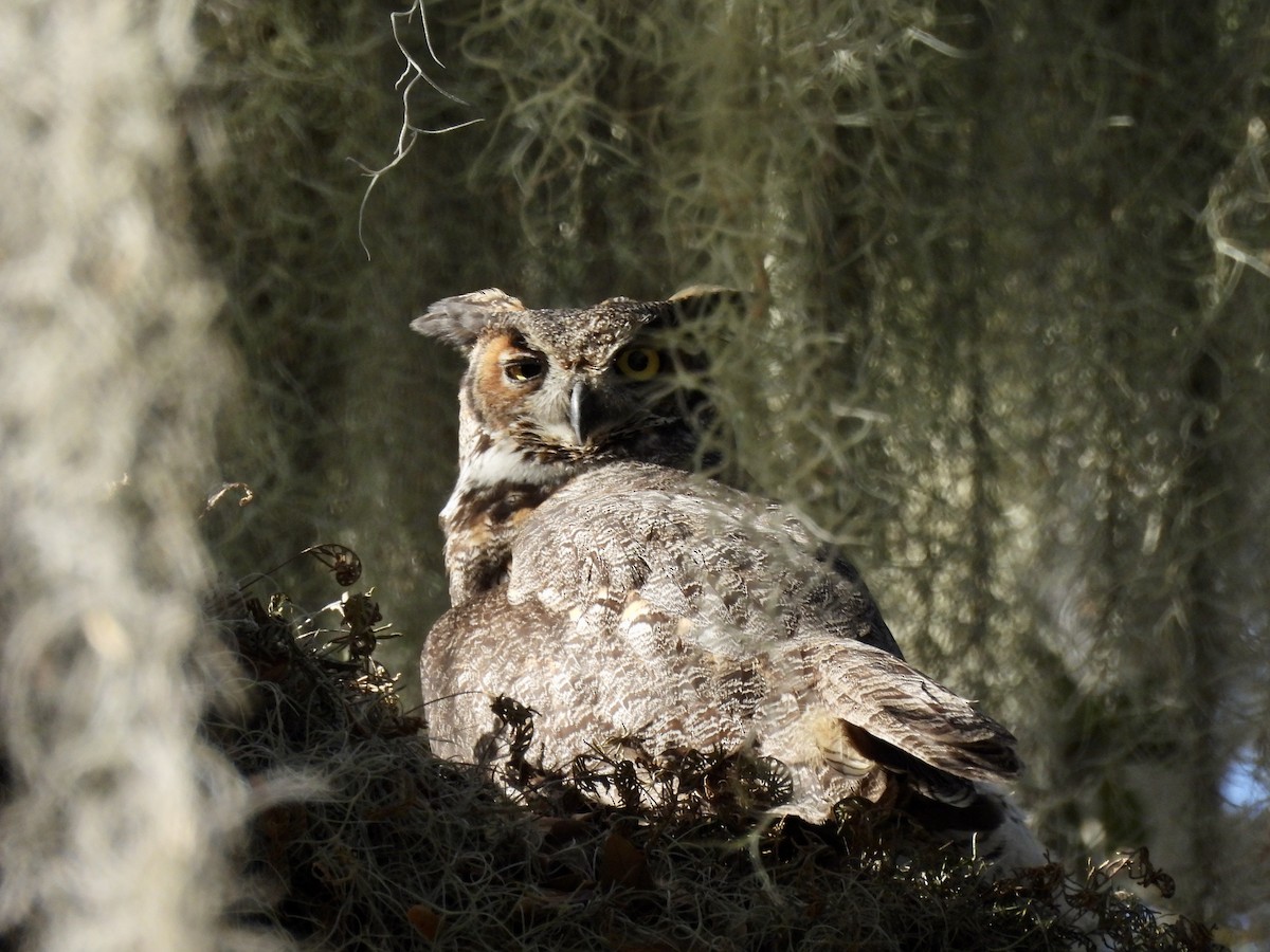 Great Horned Owl - ML614650992