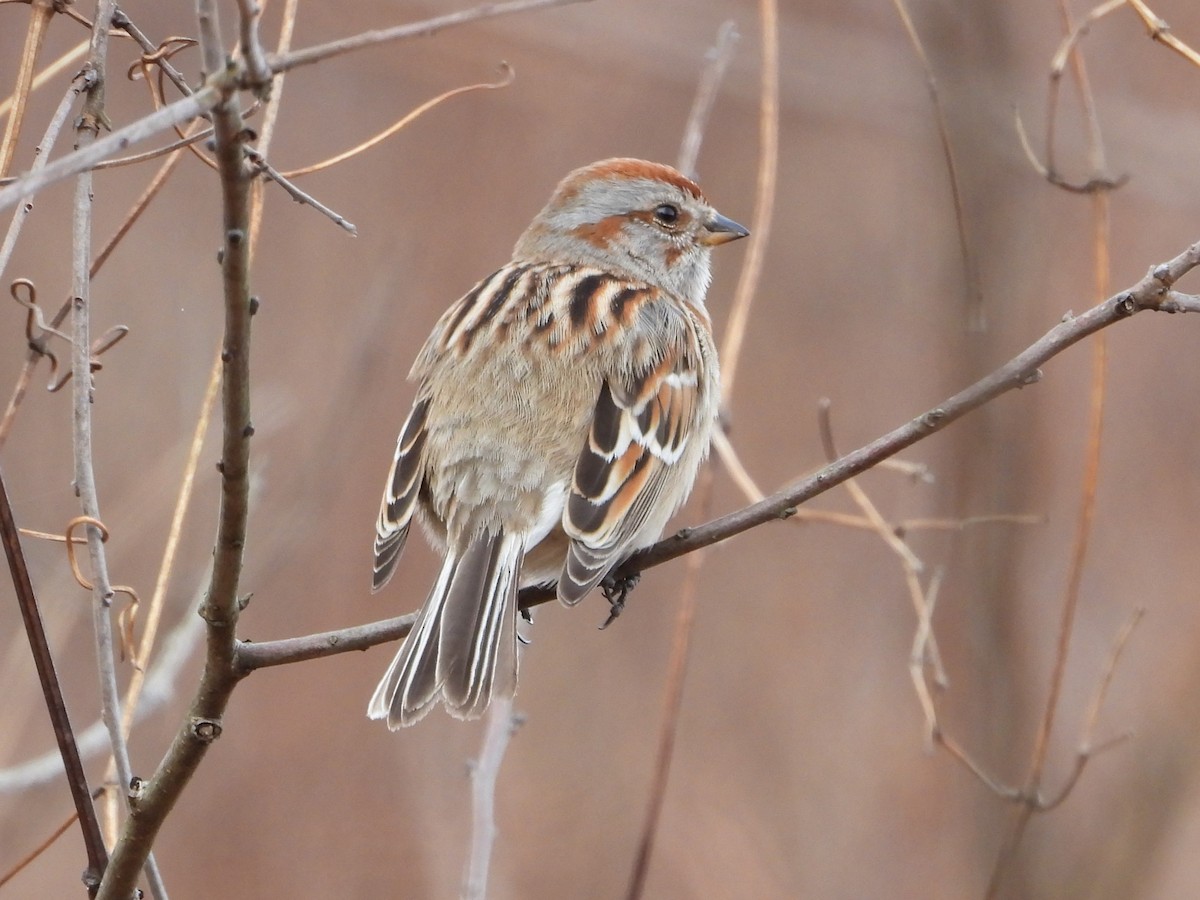 American Tree Sparrow - ML614651224