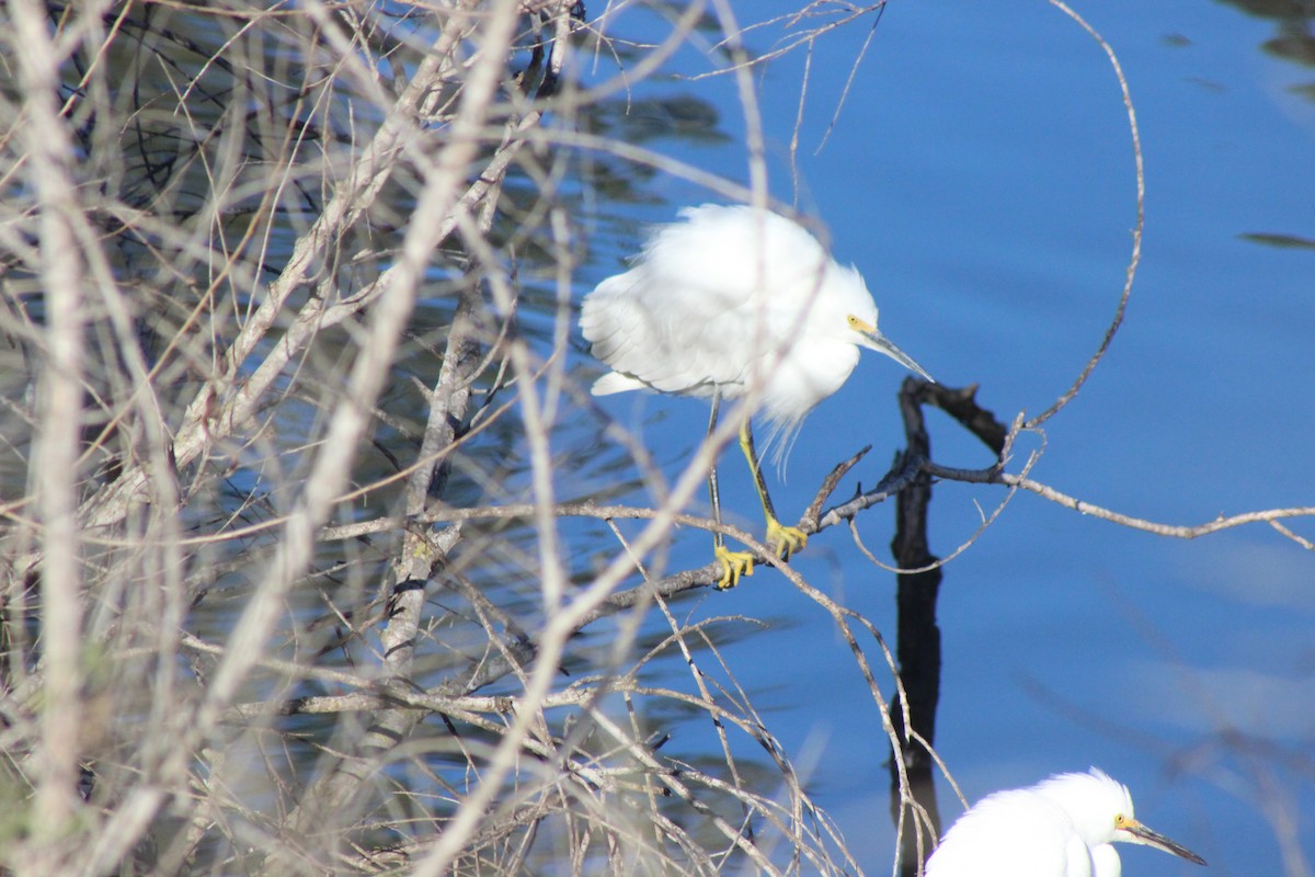 Snowy Egret - ML614651328