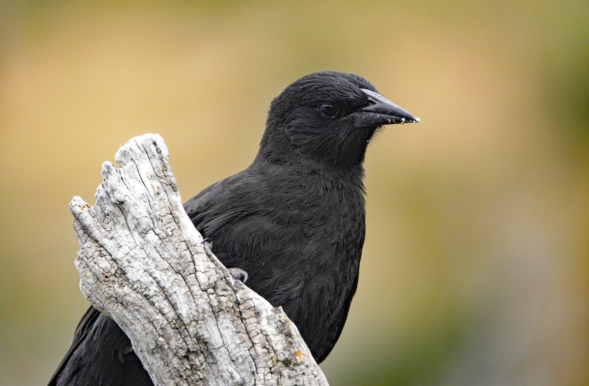 Austral Blackbird - ML614651718