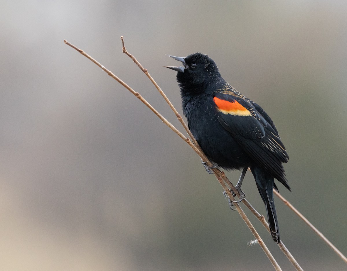 Red-winged Blackbird - Bryan Henson