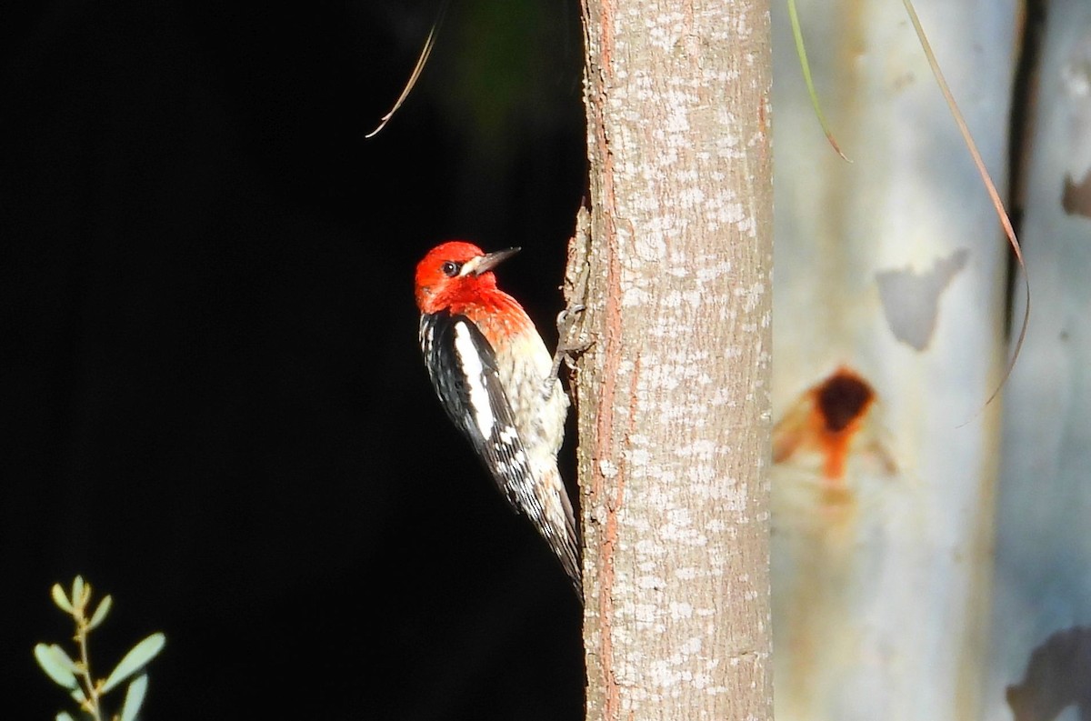 Red-breasted Sapsucker - ML614651759