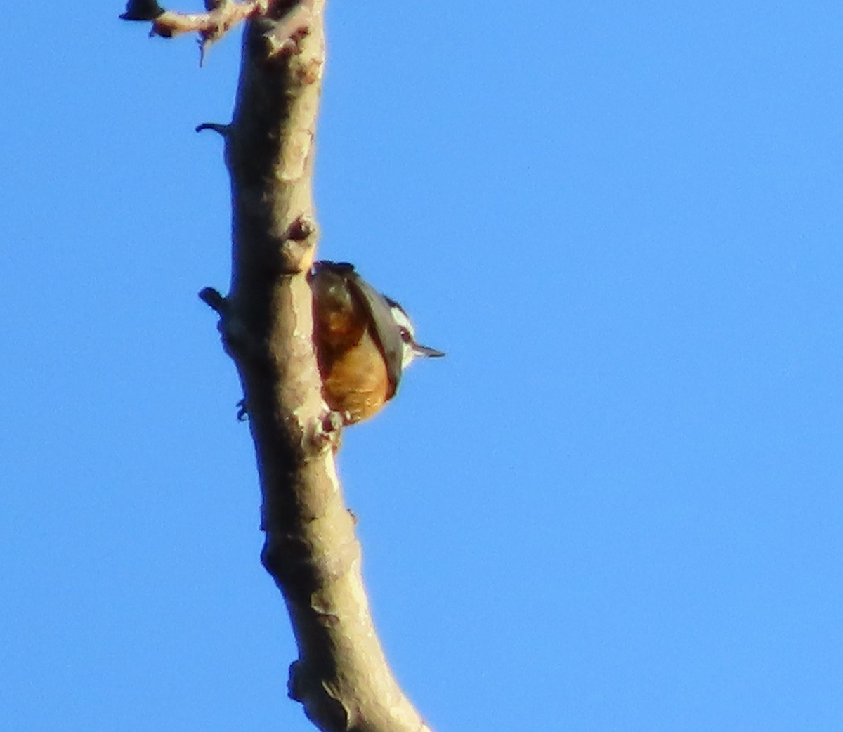 Red-breasted Nuthatch - ML614651883