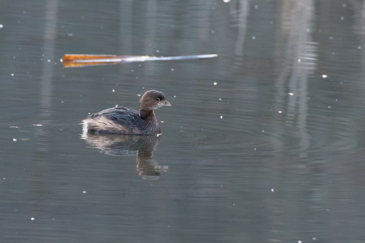 Pied-billed Grebe at Great Blue Heron Nature Reserve by Chris McDonald