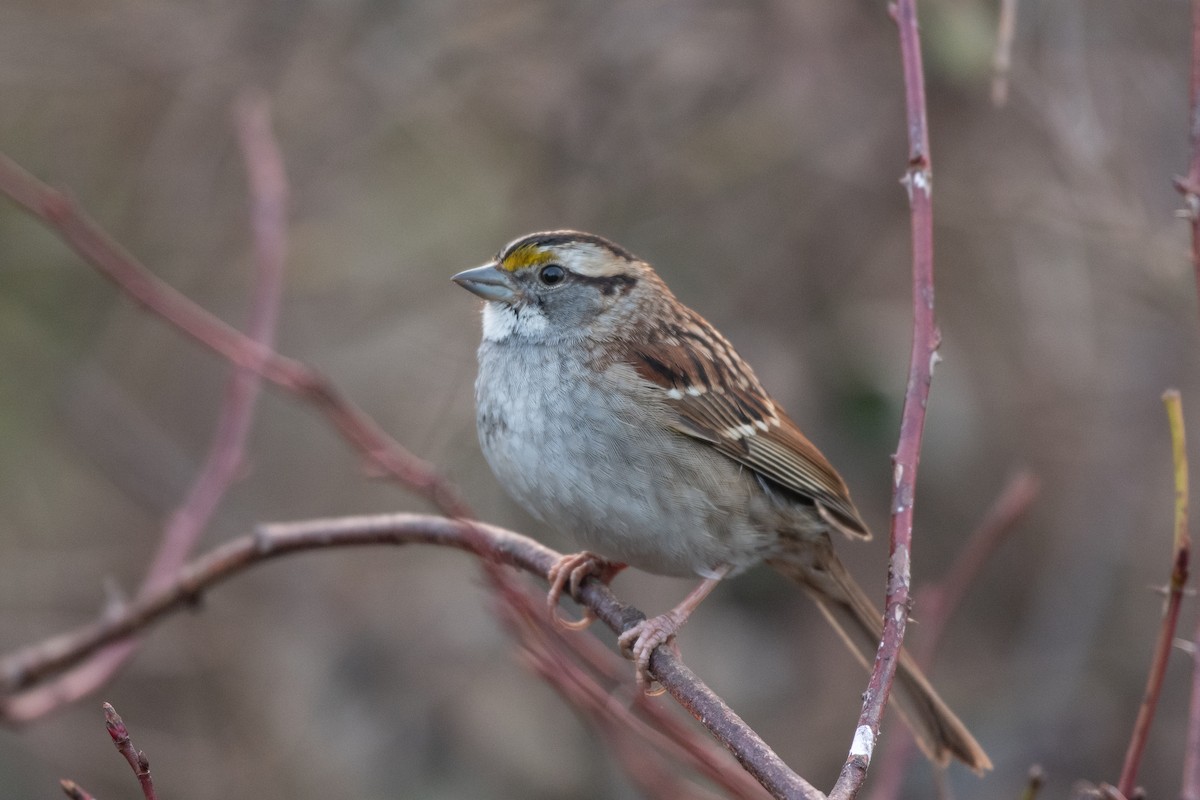 White-throated Sparrow at Great Blue Heron Nature Reserve by Chris McDonald