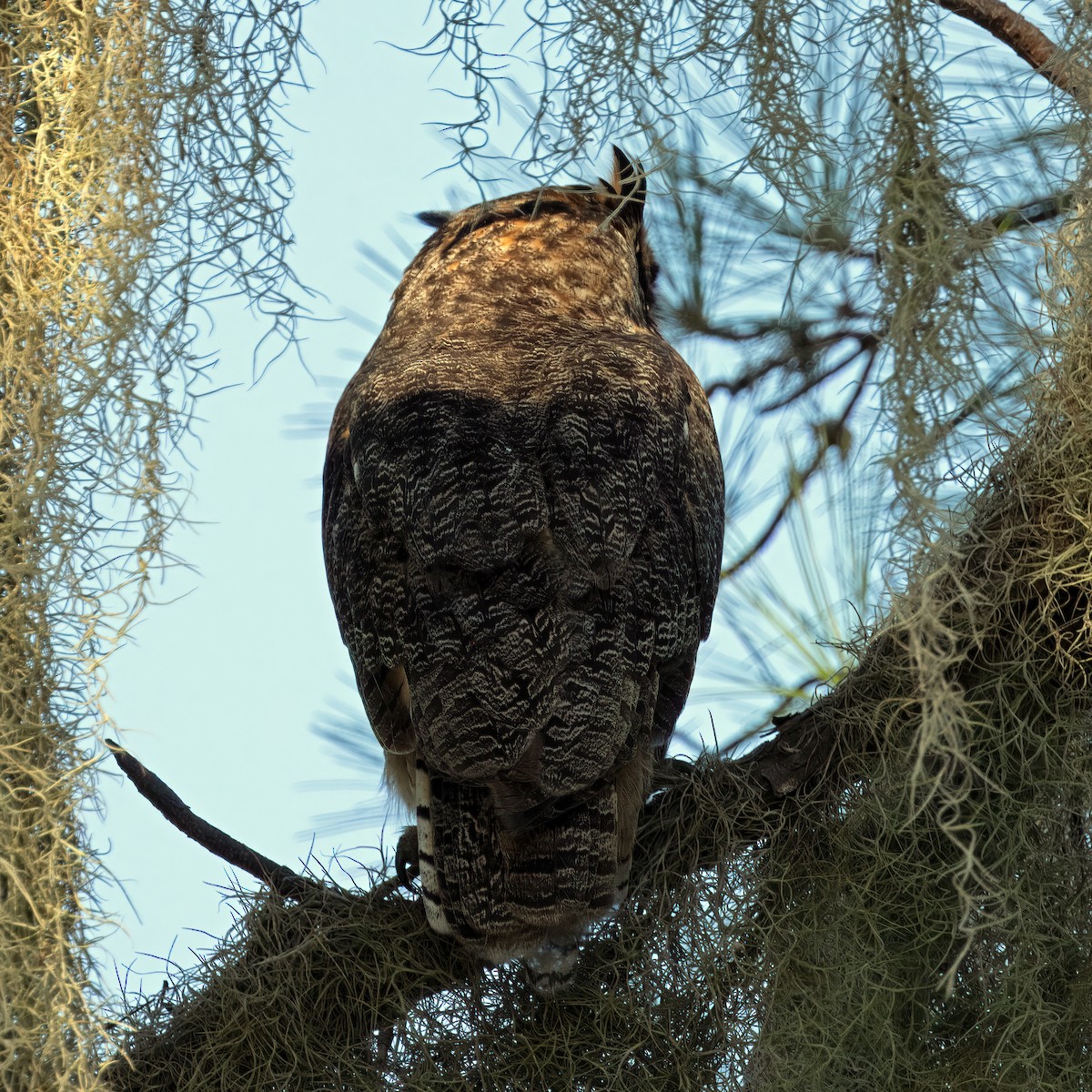Great Horned Owl - ML614651982