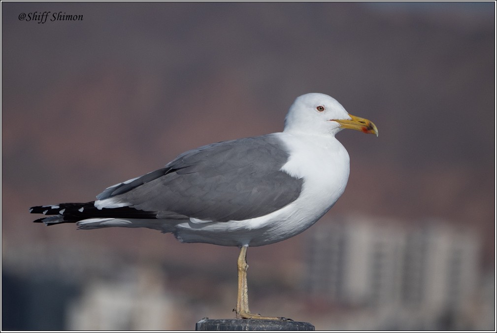 Lesser Black-backed Gull (Heuglin's) - ML614652057