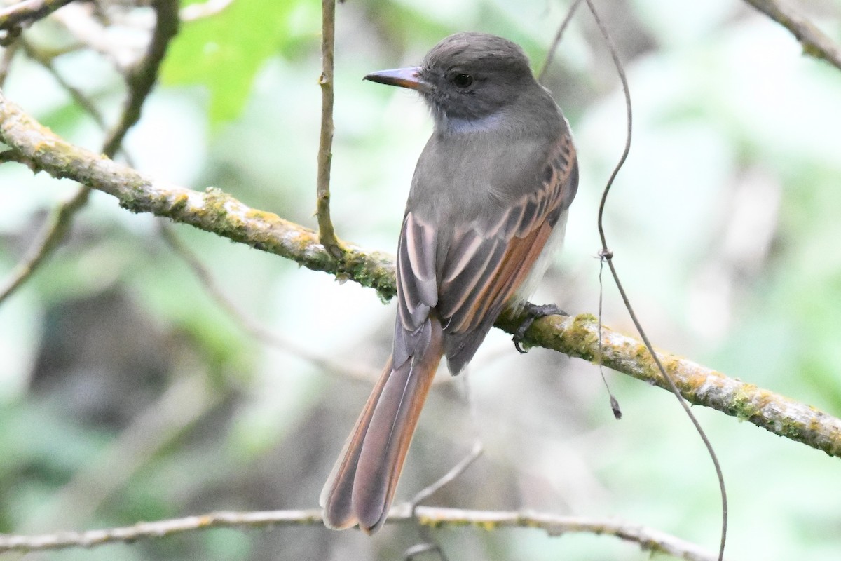 Rufous-tailed Flycatcher - ML614652155