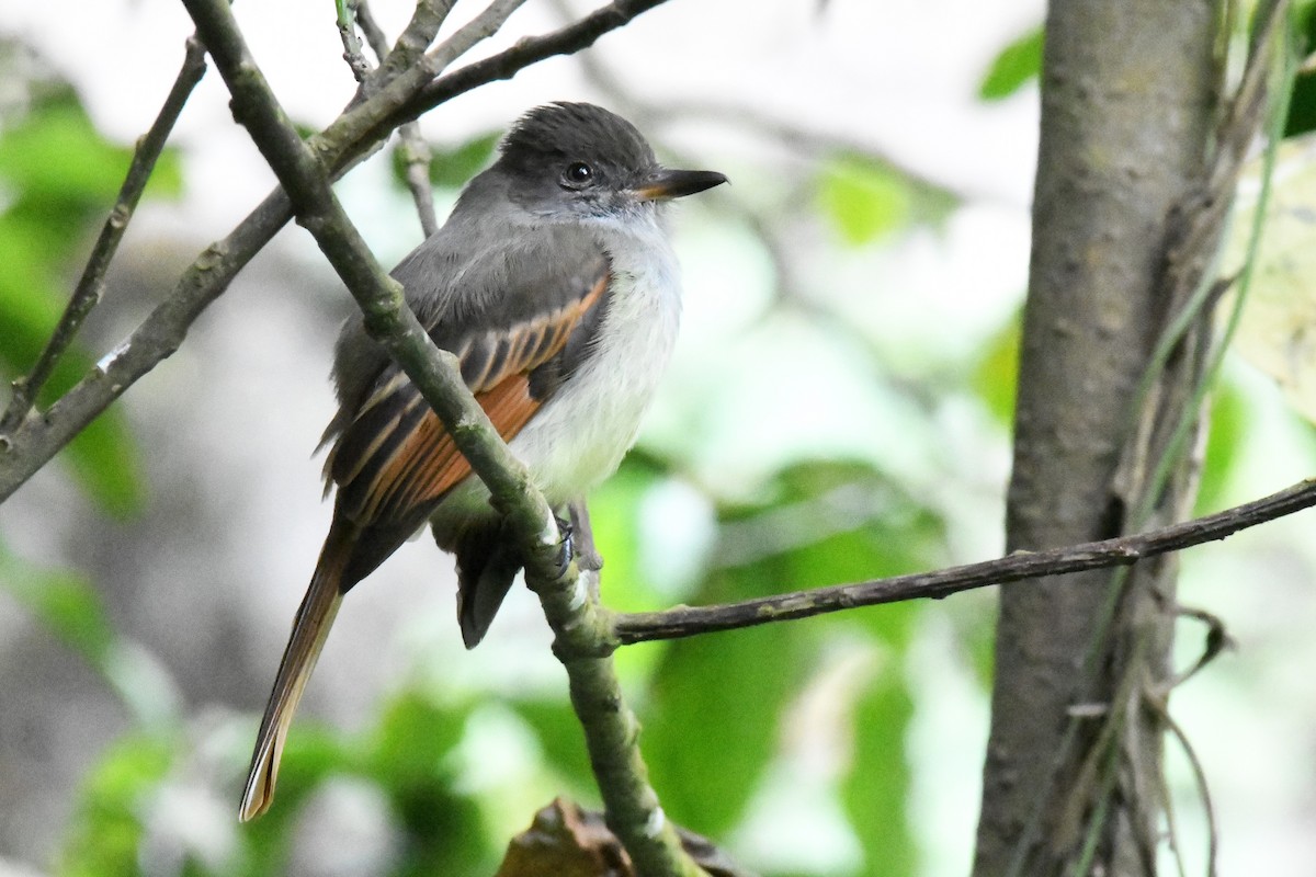 Rufous-tailed Flycatcher - ML614652184