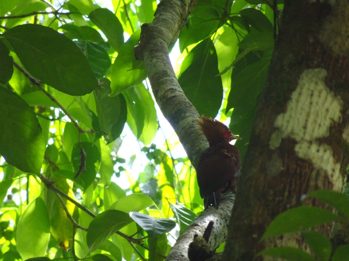 Chestnut-colored Woodpecker - ML614652441