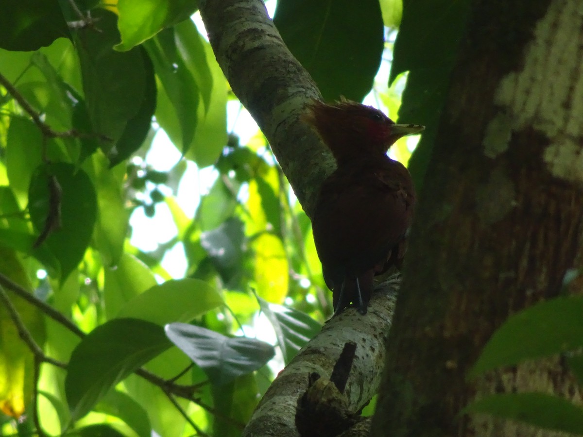 Chestnut-colored Woodpecker - ML614652467