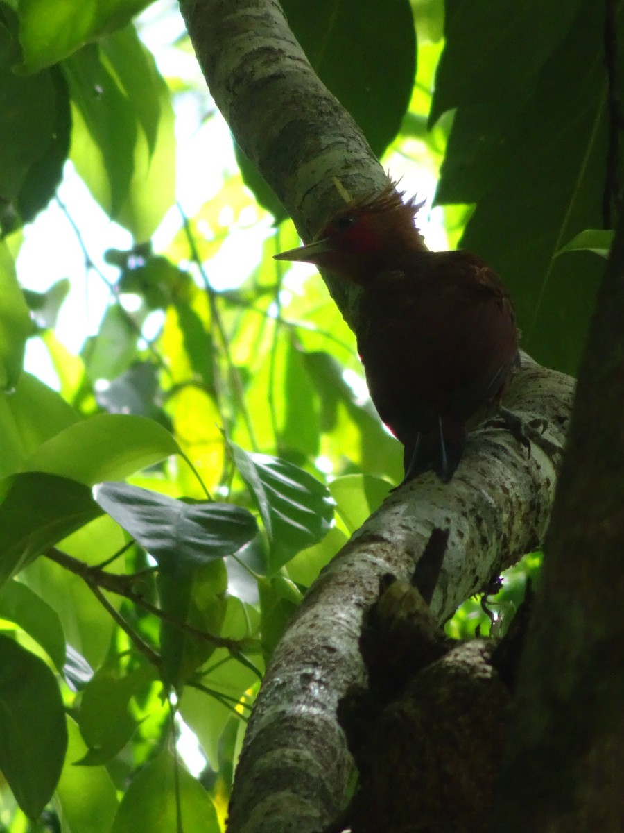 Chestnut-colored Woodpecker - ML614652489