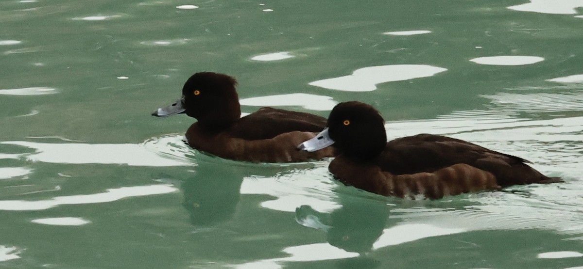 Tufted Duck - ML614652669