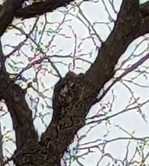 Great Spotted Woodpecker - ML614653090
