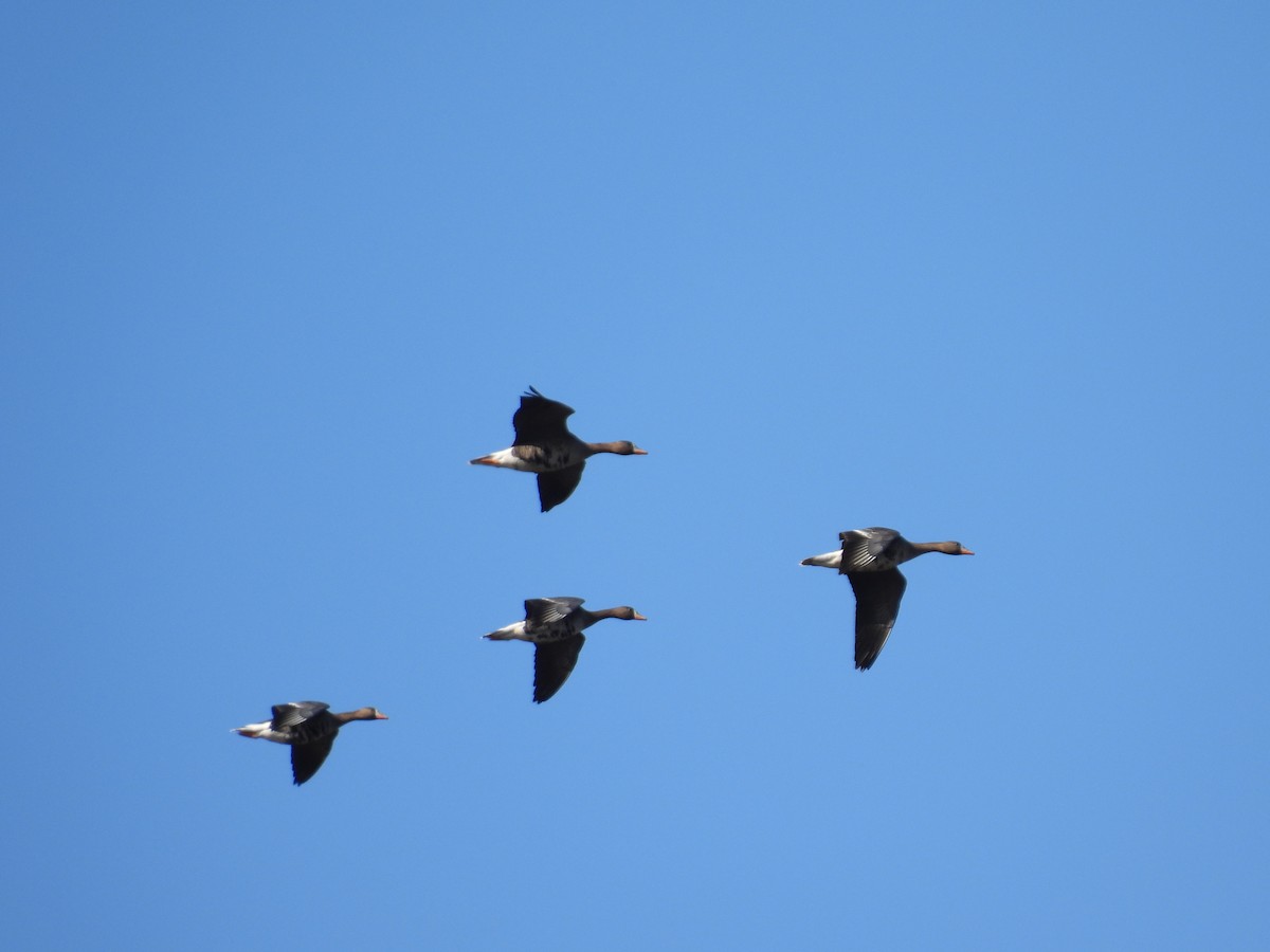 Greater White-fronted Goose - ML614653186